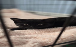 Mixed Breed cats for sale: Only black boy left, ready to leave now❤️ - Image 1