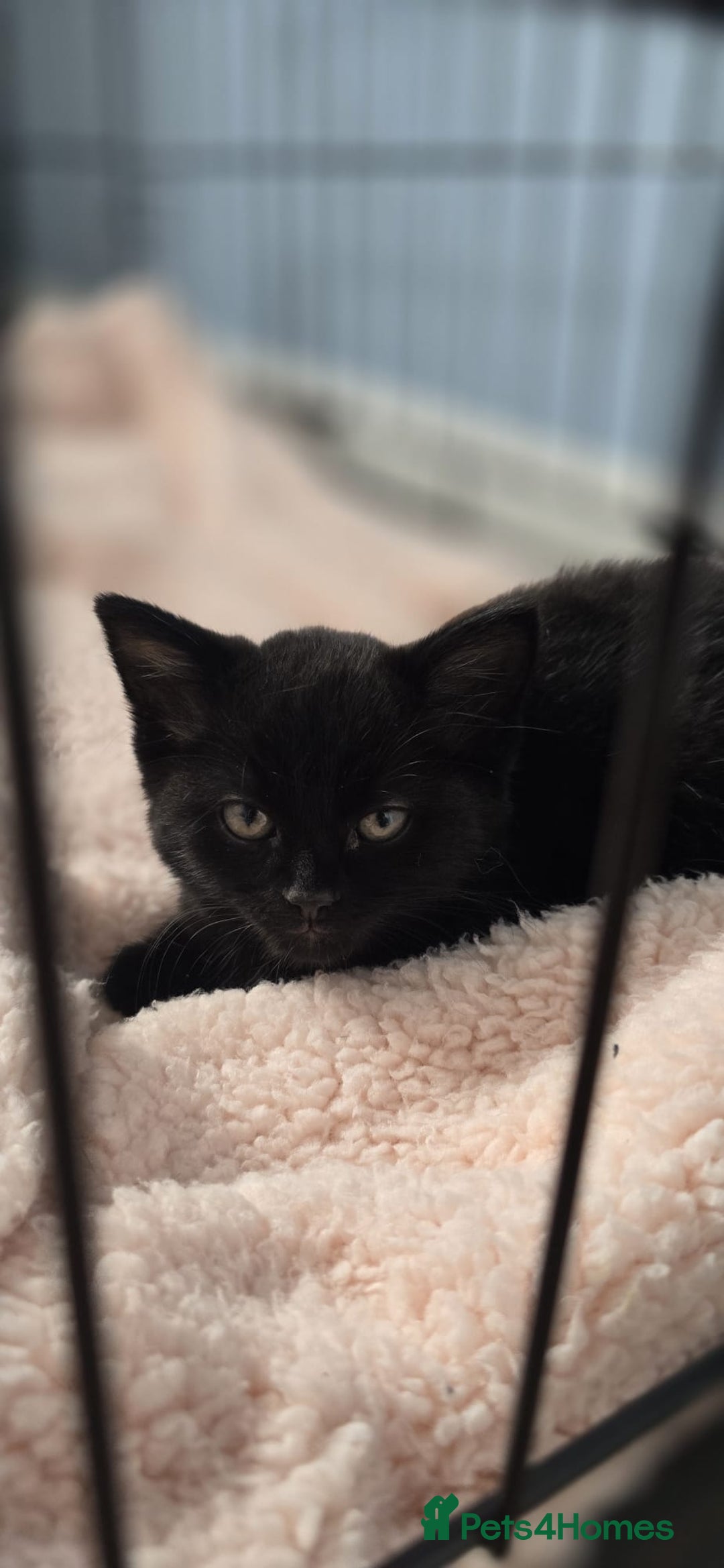 Mixed Breed cats for sale: Only black boy left, ready to leave now❤️ - Image 1