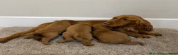 Cocker Spaniel dogs for sale: Cocker Spaniel puppy’s  - Advert 5