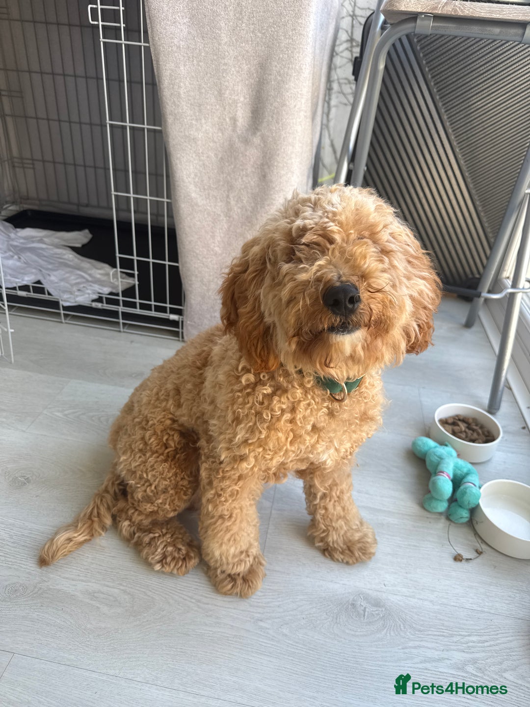 Cockapoo dogs for sale: Male Cockapoo Puppy 8 months.  - Image 9