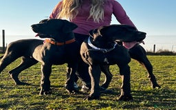 Great Dane dogs for sale: Great Dane puppies - Image 18