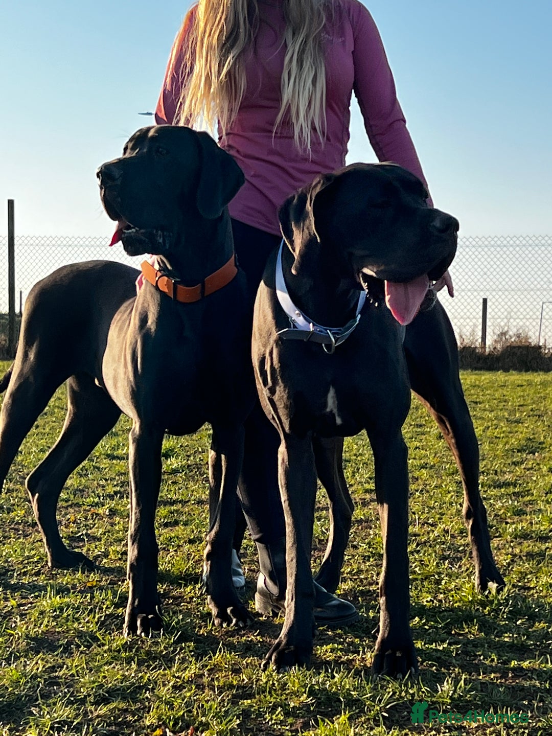 Great Dane dogs for sale: Great Dane puppies - Image 18