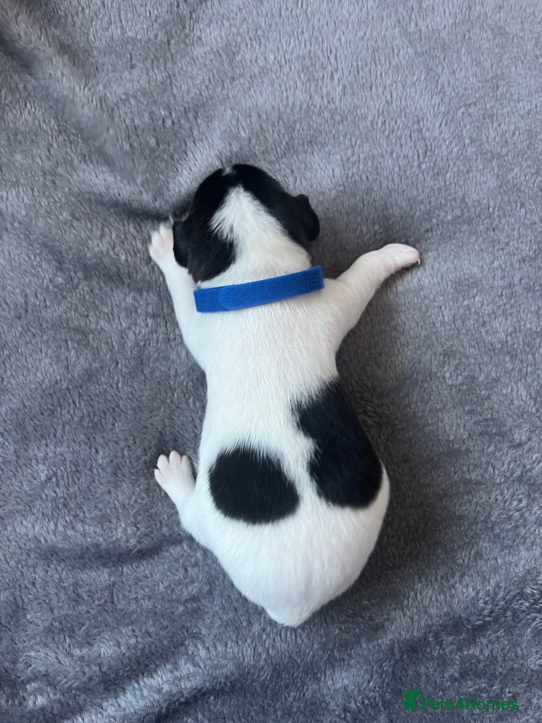 Jack Russell dogs for sale: Beautiful Jack Russell puppies for sale - Image 2