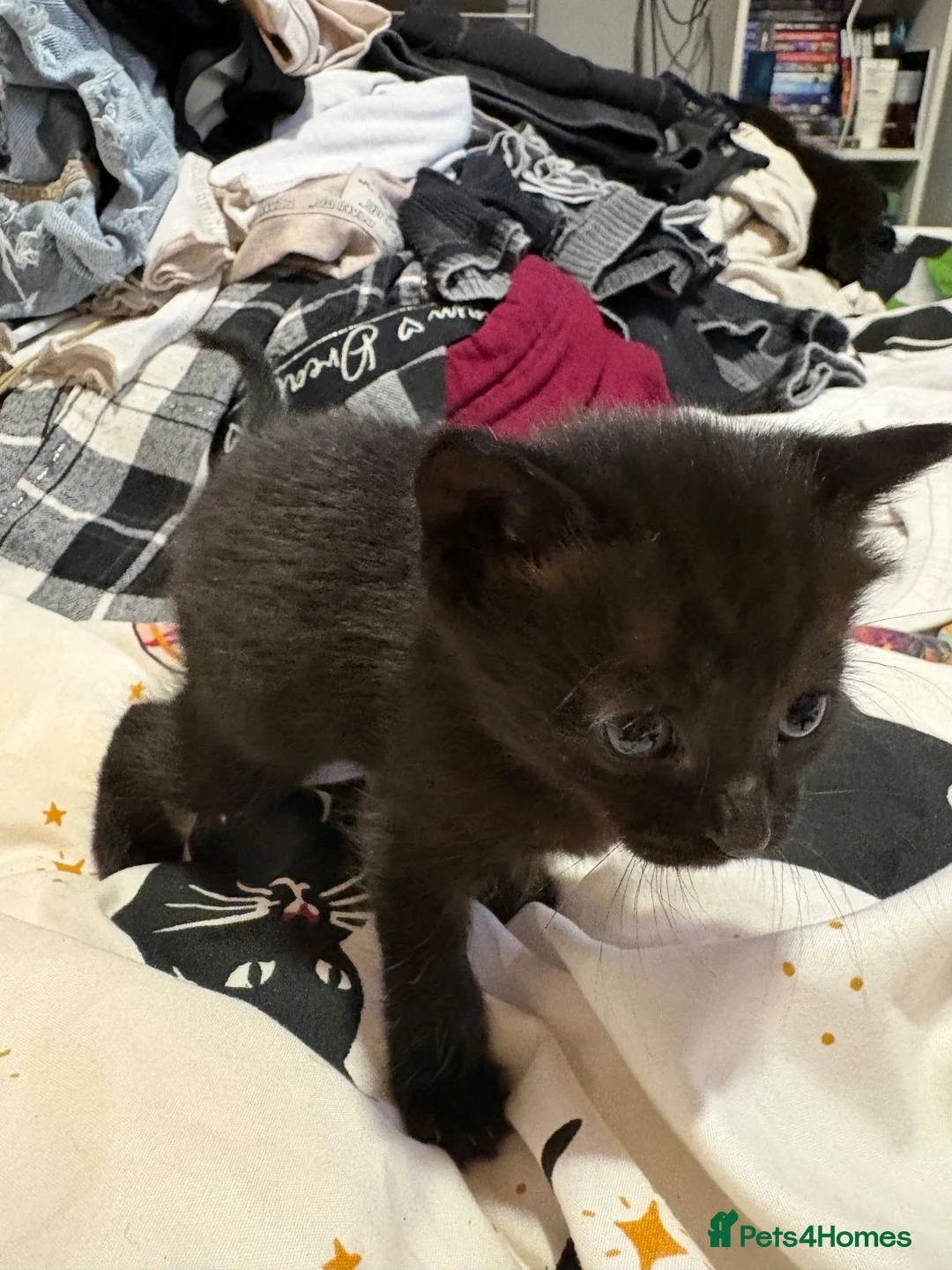 Mixed Breed cats for sale: Two british shorthair girls  - Advert 5