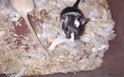 Gerbil rodents for sale: Super friendly gerbils from hobby breeder  - Image 36