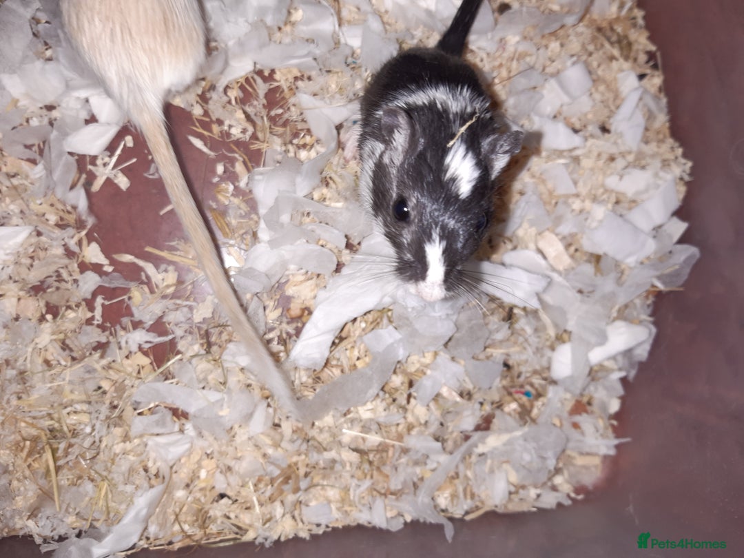 Gerbil rodents for sale: Super friendly gerbils from hobby breeder  - Image 36