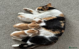 Mixed Breed cats for sale: 6 gorgeous kittens ready 14.09. 4 males, 2 females - Image 3