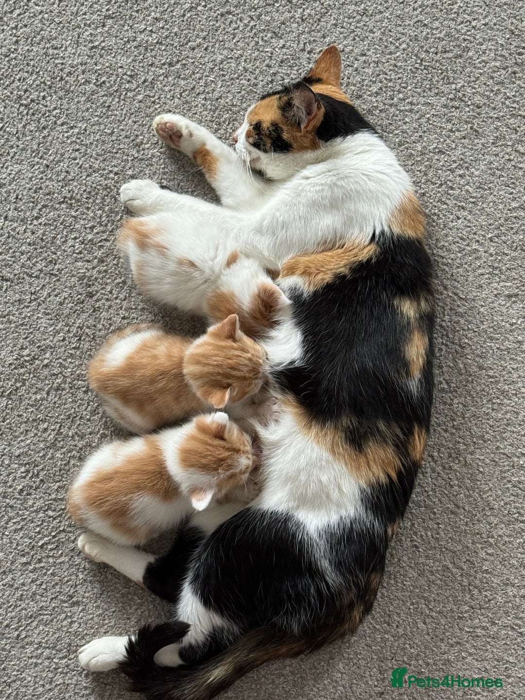 Mixed Breed cats for sale: 6 gorgeous kittens ready 14.09. 4 males, 2 females - Image 3