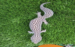 Leopard Gecko reptiles for sale: Leopard Gecko Breeding Pair Proven Male Female - Image 7