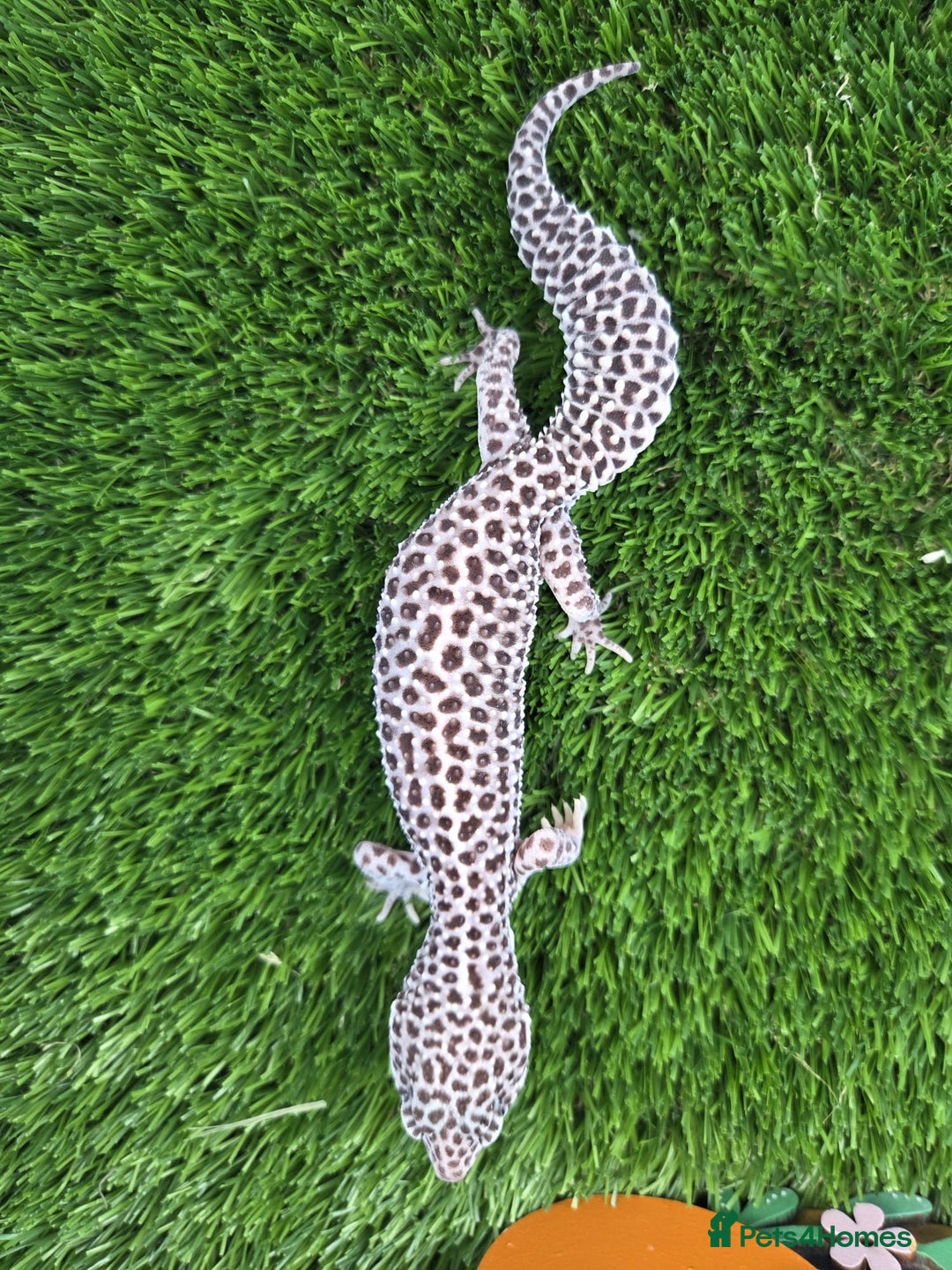 Leopard Gecko reptiles for sale: Leopard Gecko Breeding Pair Proven Male Female - Image 7
