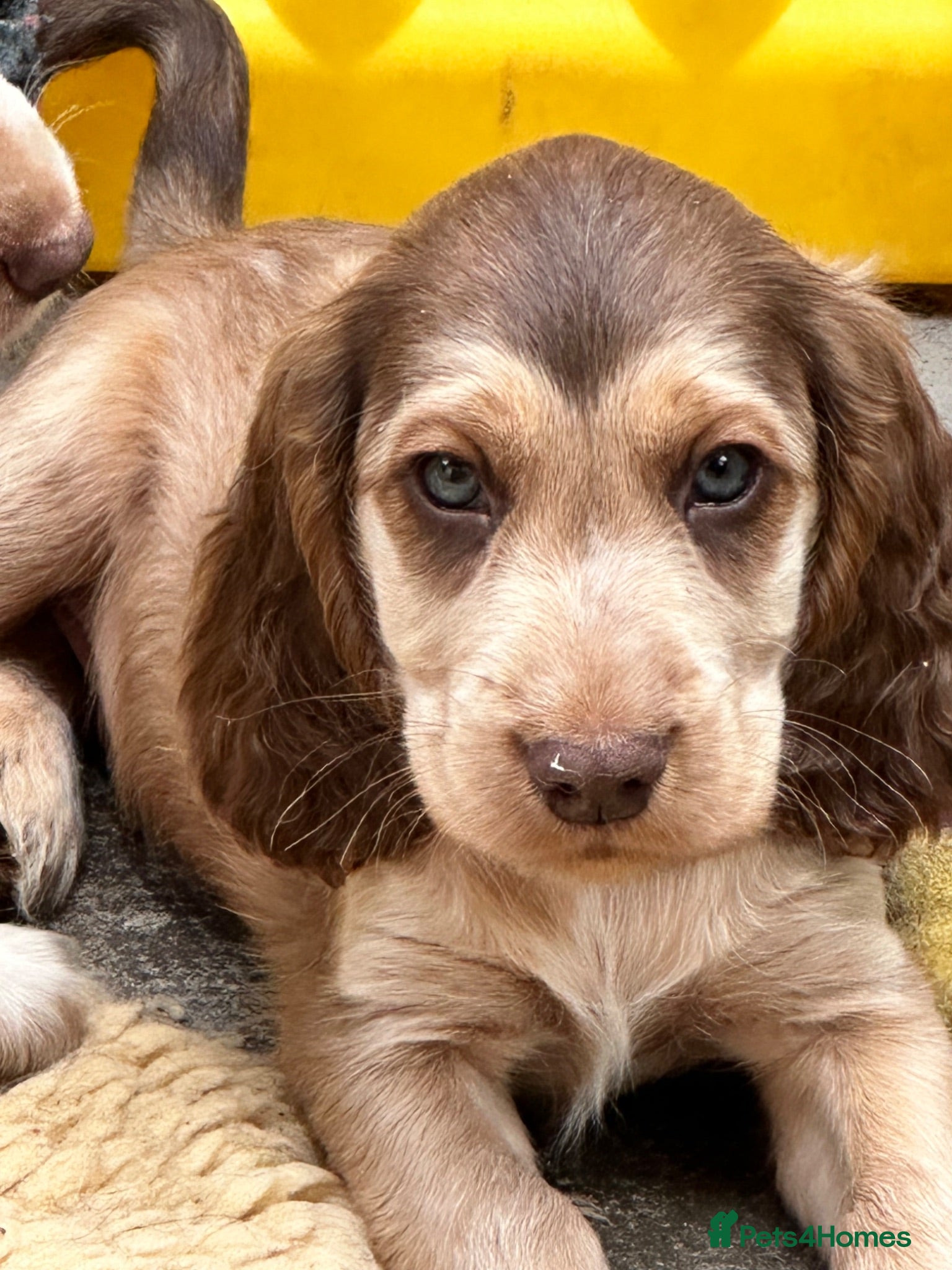 Cocker Spaniel dogs KC registered show type cocker spaniels  - Advert 2
