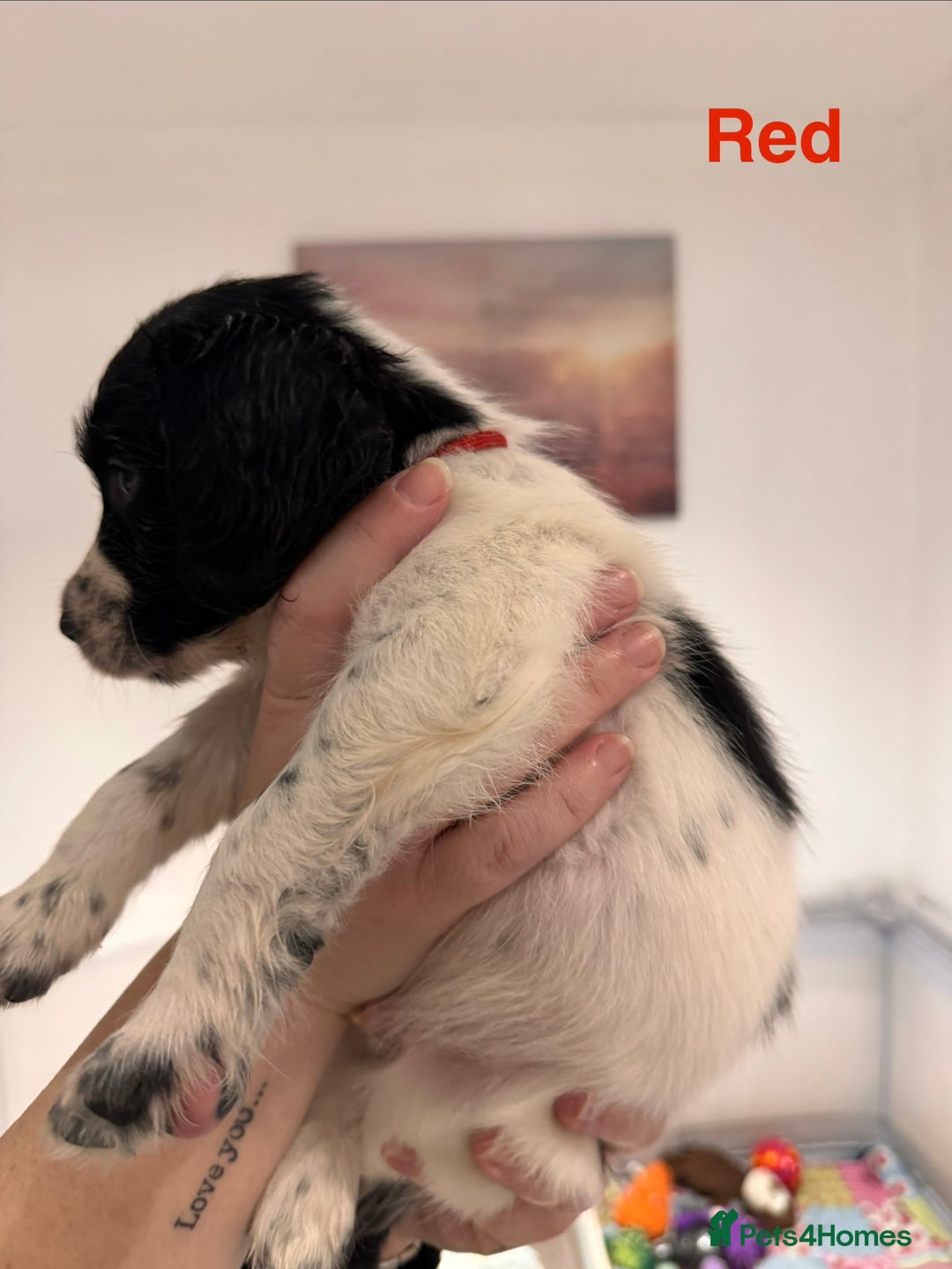 English Springer Spaniel dogs for sale: English Springer Spaniel Pups.  - Advert 22