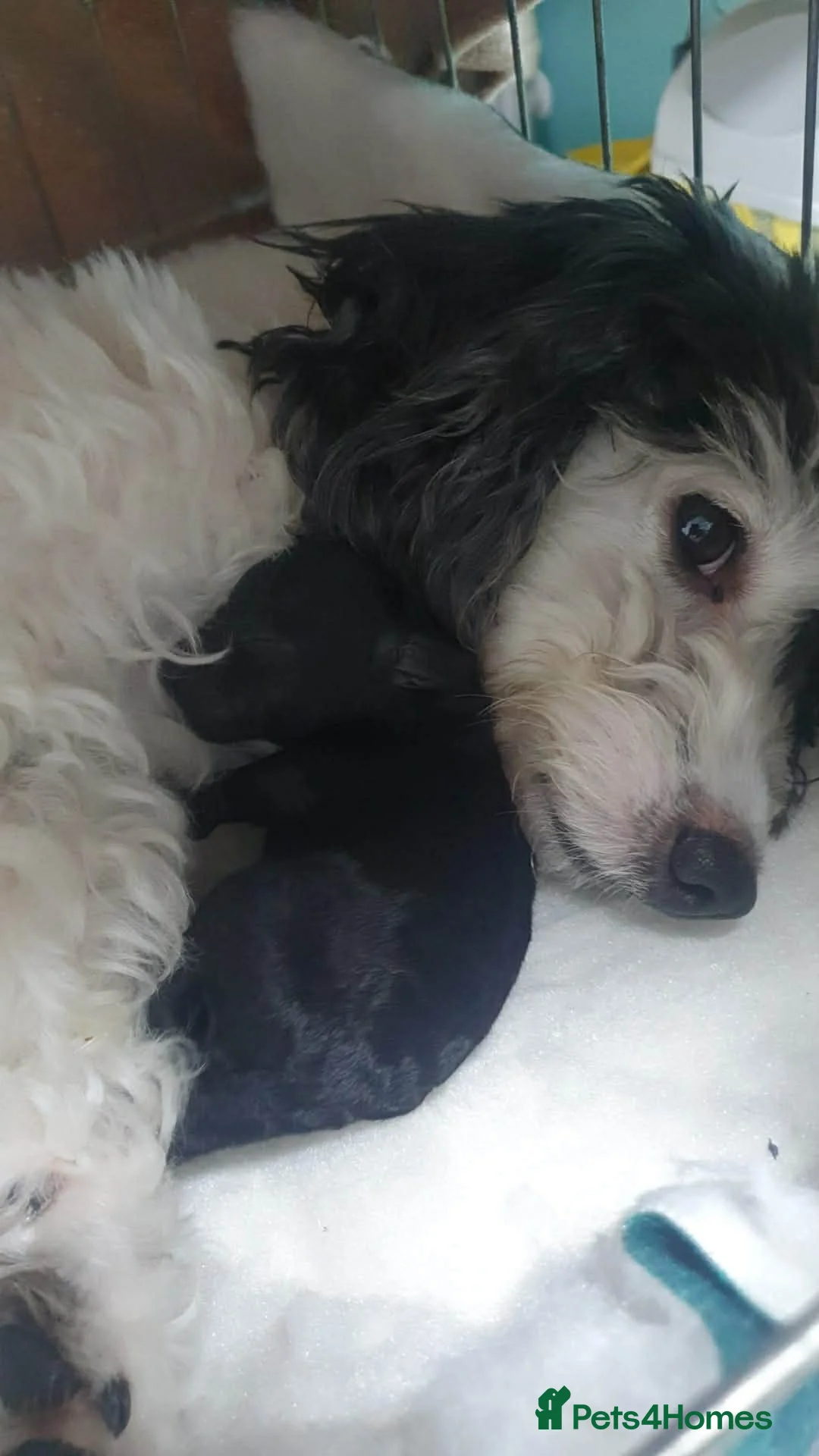 Jackapoo dogs for sale: Adorable Jackapoo Puppies  - Advert 5