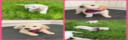 Golden Retriever dogs for sale: KC Registered Golden Retriever puppies  - Advert 8