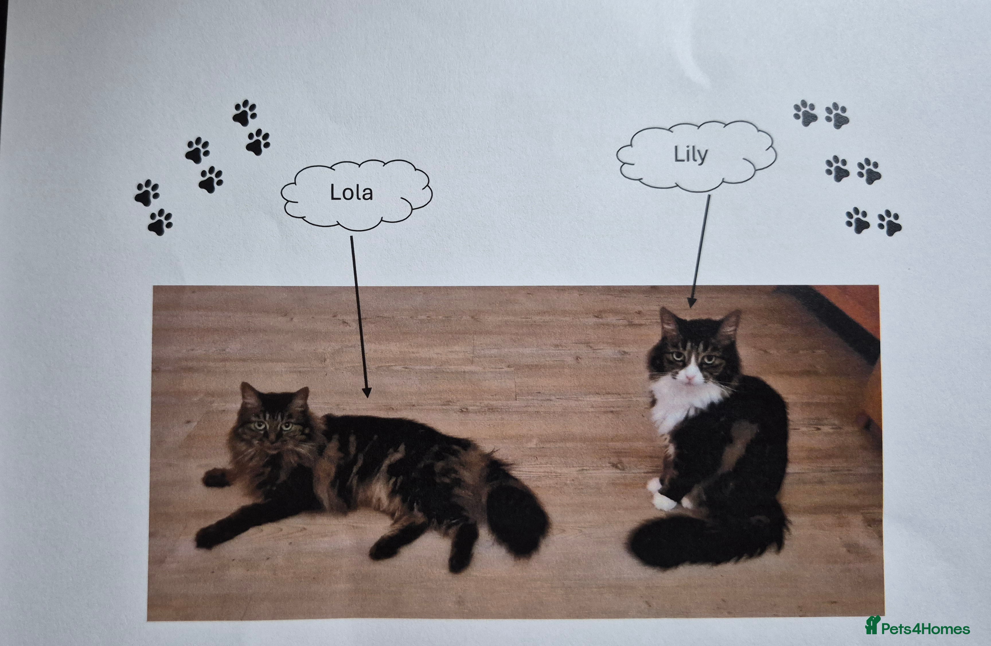 Mixed Breed cats 2 Tabby Ragdoll sisters in need of rehoming - Advert 11