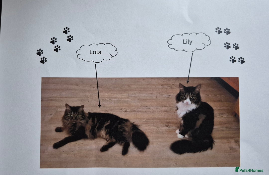 Mixed Breed cats for sale: 2 Tabby Ragdoll sisters in need of rehoming - Advert 1