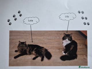 Mixed Breed cats 2 Tabby Ragdoll sisters in need of rehoming - Advert 5