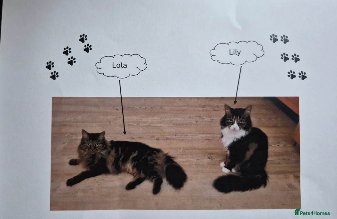 Mixed Breed cats for sale: 2 Tabby Ragdoll sisters in need of rehoming - Advert 1