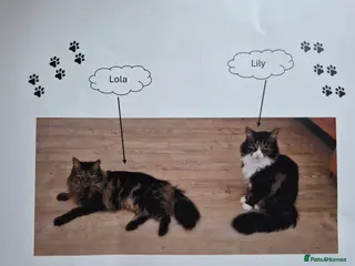 Mixed Breed cats 2 Tabby Ragdoll sisters in need of rehoming - Advert 2