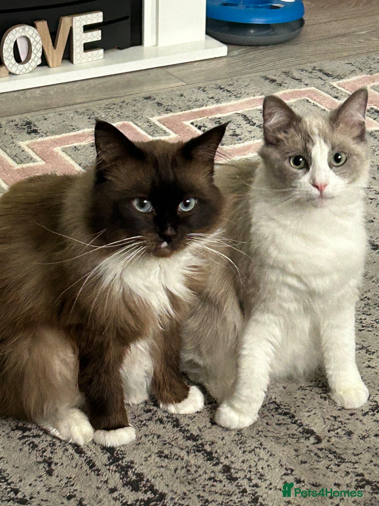 Ragdoll cats Female ragboll - Advert 1