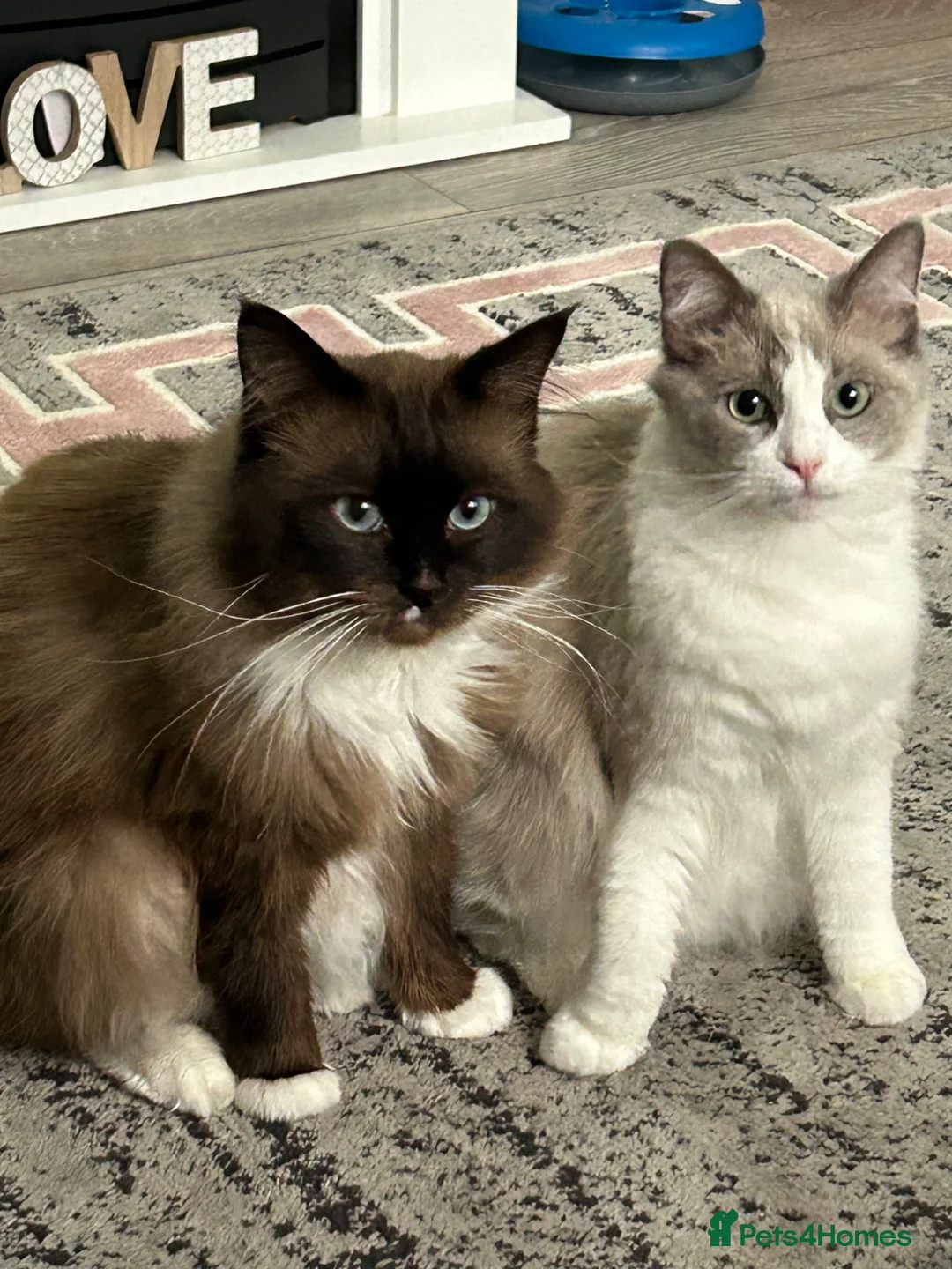 Ragdoll cats for sale: Female ragboll - Advert 1