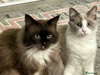 Ragdoll cats Female ragboll - Advert 2