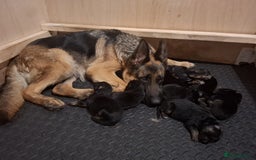 German Shepherd dogs for sale: Female German Shepherd Pup - Image 8