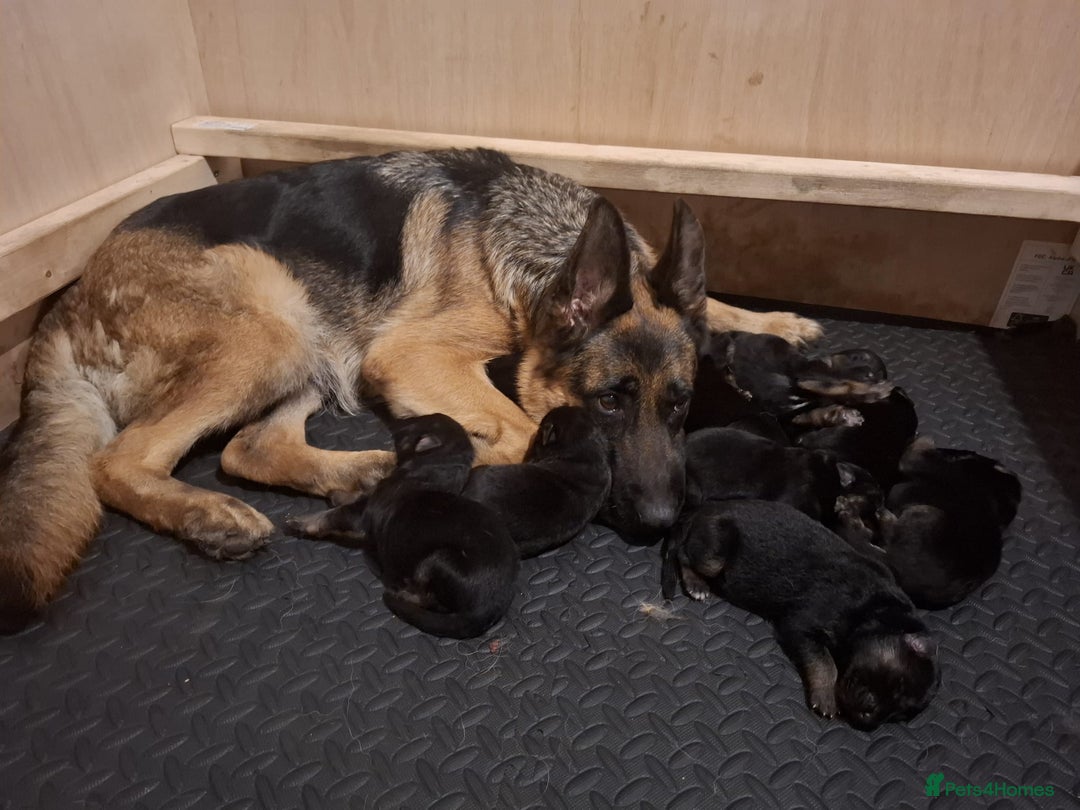 German Shepherd dogs for sale: Female German Shepherd Pup - Image 8