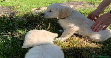 Golden Retriever dogs in Llanfyrnach - Advert 9