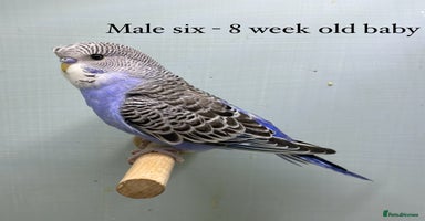Budgerigars birds - Advert 7