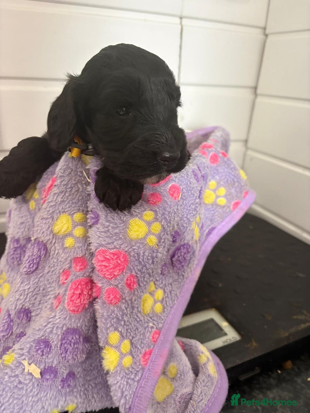 Cockapoo dogs for sale: 5 cockapoo puppy ready 13nov  - Image 18