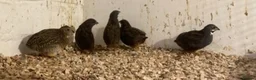 Finches birds for sale: Zebra finch, chestnut breasted manakin , CPQ quail - Advert 3