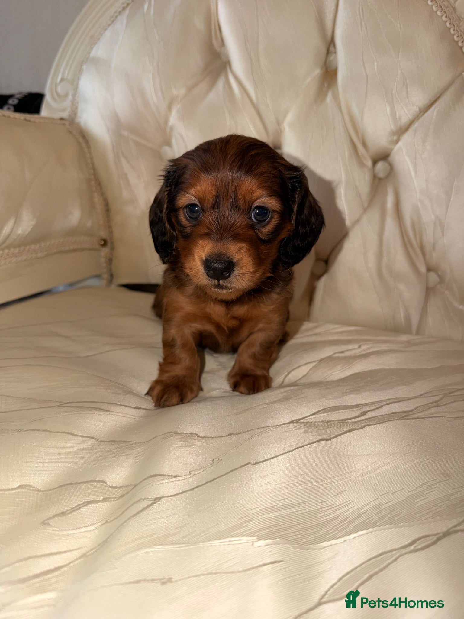 Miniature Dachshund dogs Long Haired Miniature Dachshund Puppies  - Advert 13