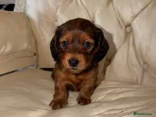Miniature Dachshund dogs Long Haired Miniature Dachshund Puppies - Advert 13