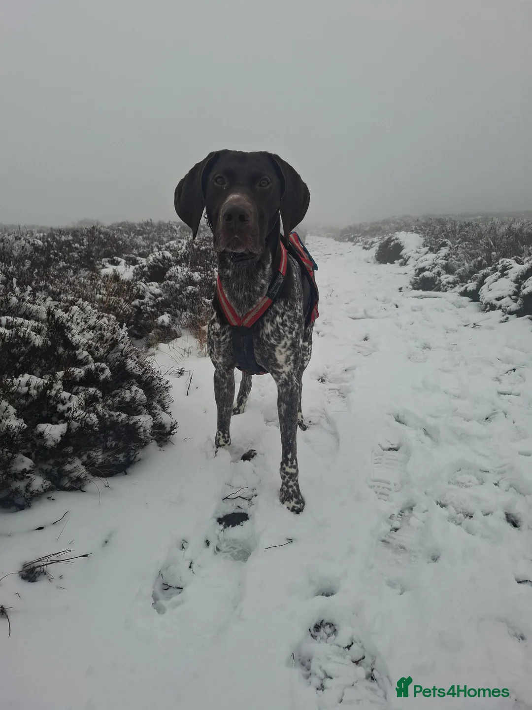 German Shorthaired Pointer dogs for stud: Stunning Proven German shorthaired pointer  - Advert 2