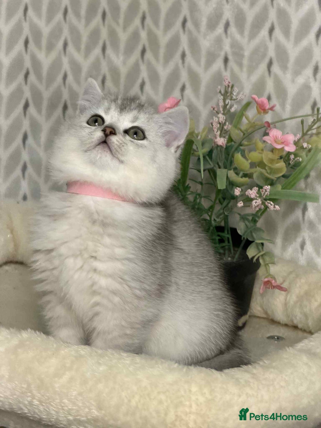 British Shorthair cats for sale: ⭐️Adorable TICA British Short/Long hair girls⭐️ - Advert 2