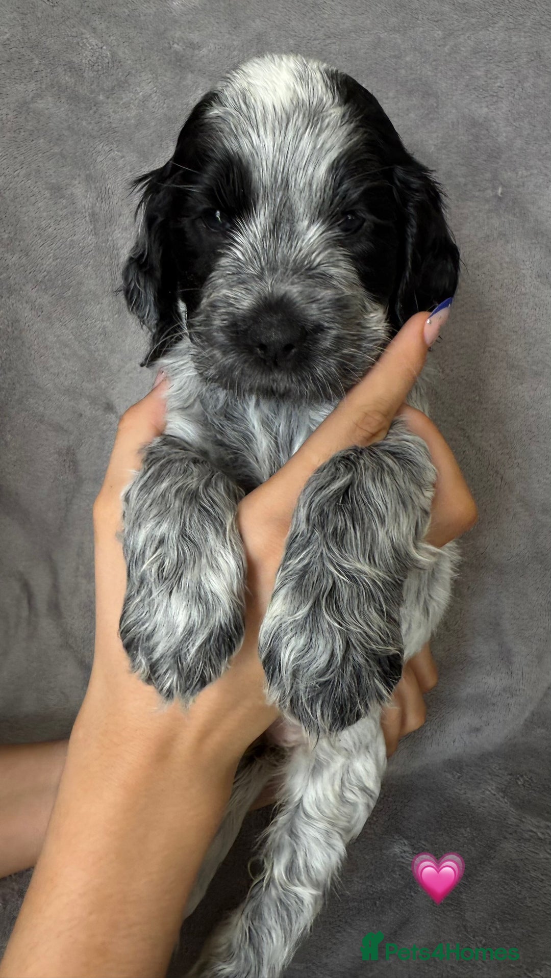 Cocker Spaniel dogs for sale: Show type Cocker spaniel puppies blue roan - Image 3