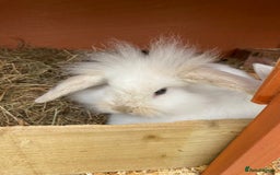 Mini Lion Lop rabbits for sale: Baby male rabbits ready now  - Image 11