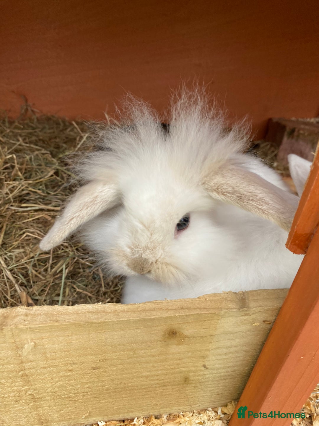 Mini Lion Lop rabbits for sale: Baby male rabbits ready now  - Image 11