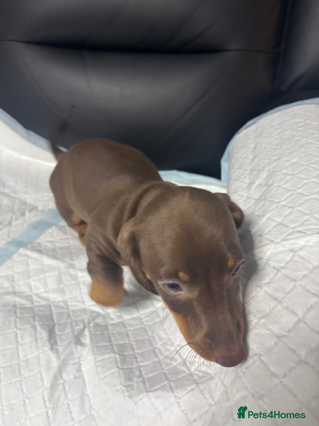 Miniature Dachshund dogs for sale: Beautiful Miniature Dachshunds  - Image 13