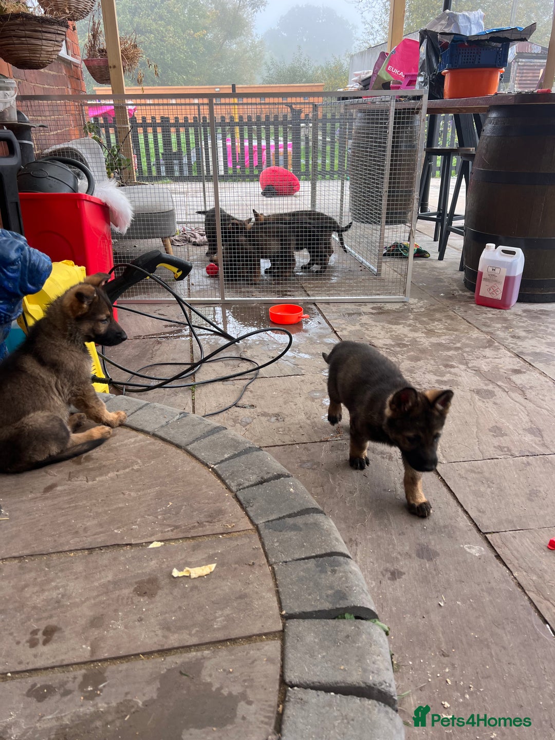 German Shepherd dogs for sale: Czechoslovakian German shepherd working line - Image 9