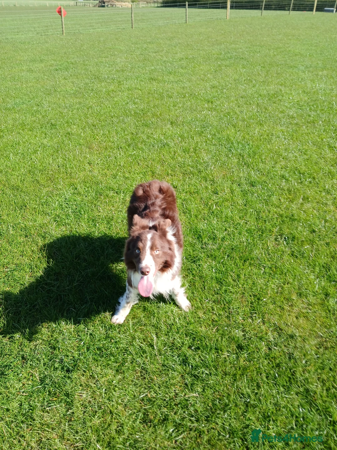 Border Collie dogs for sale: Whiterose Sam in Hull - Advert 5