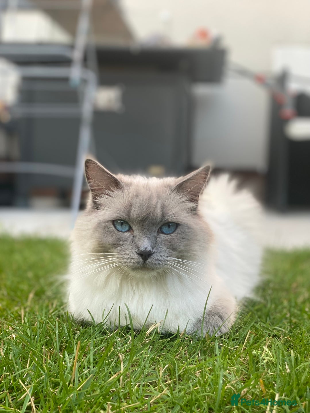 RagaMuffin cats for sale: 🐾 **Charming Ragdoll-Kittens for Adoption!** 🐾 - Image 7