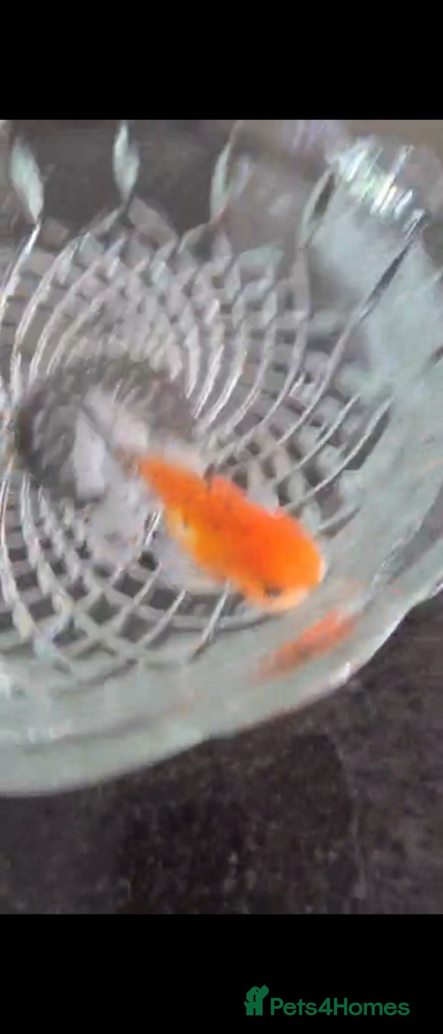 Other/Mixed Breed fish Jumbo Fish - Advert 7