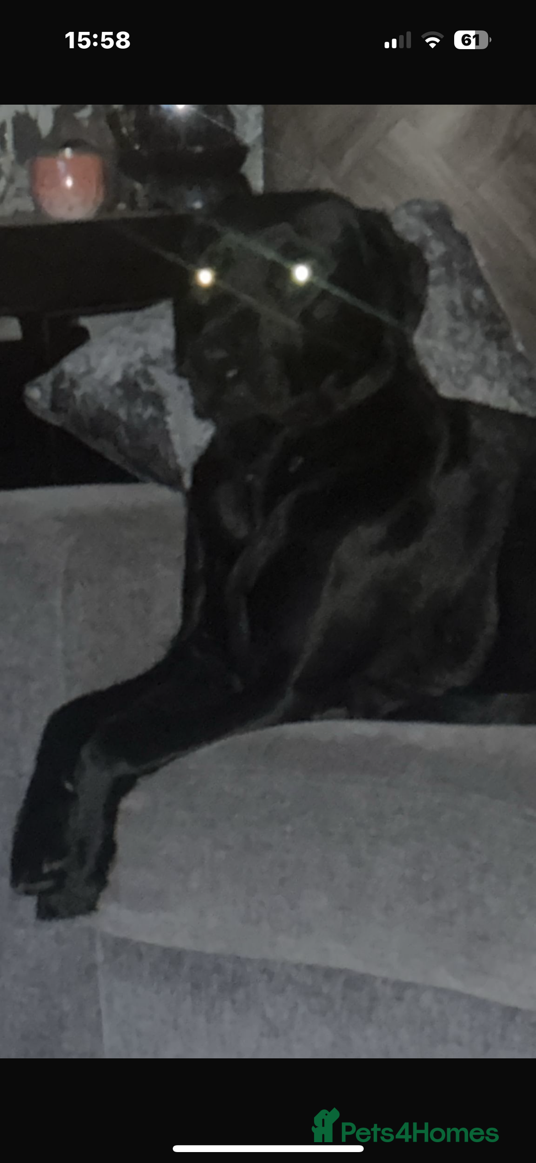 Labrador Retriever dogs for sale: Black Labrador pups for sale  - Advert 7