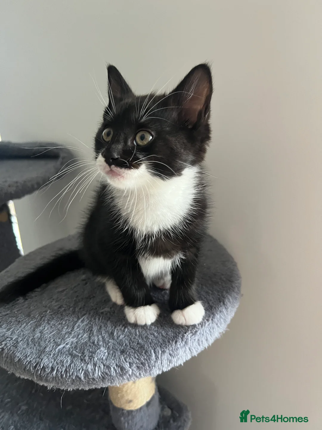 Mixed Breed cats for sale: kittens ready for a new home. - Advert 5