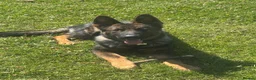 German Shepherd dogs for sale: Kenzo in Halifax - Advert 7