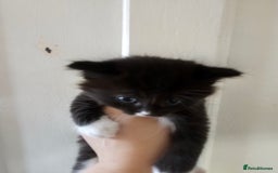 Mixed Breed cats for sale: Kittens for sale ready to leave to good homes  - Image 5