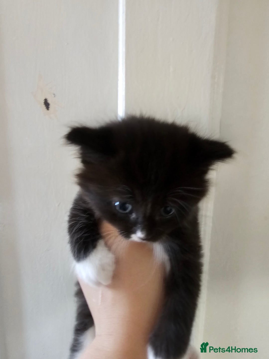 Mixed Breed cats for sale: Kittens for sale ready to leave to good homes  - Image 5