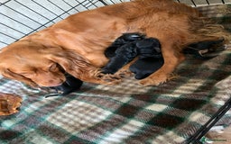 Cocker Spaniel dogs for sale: Cocker Spaniel pups for sale  - Image 8